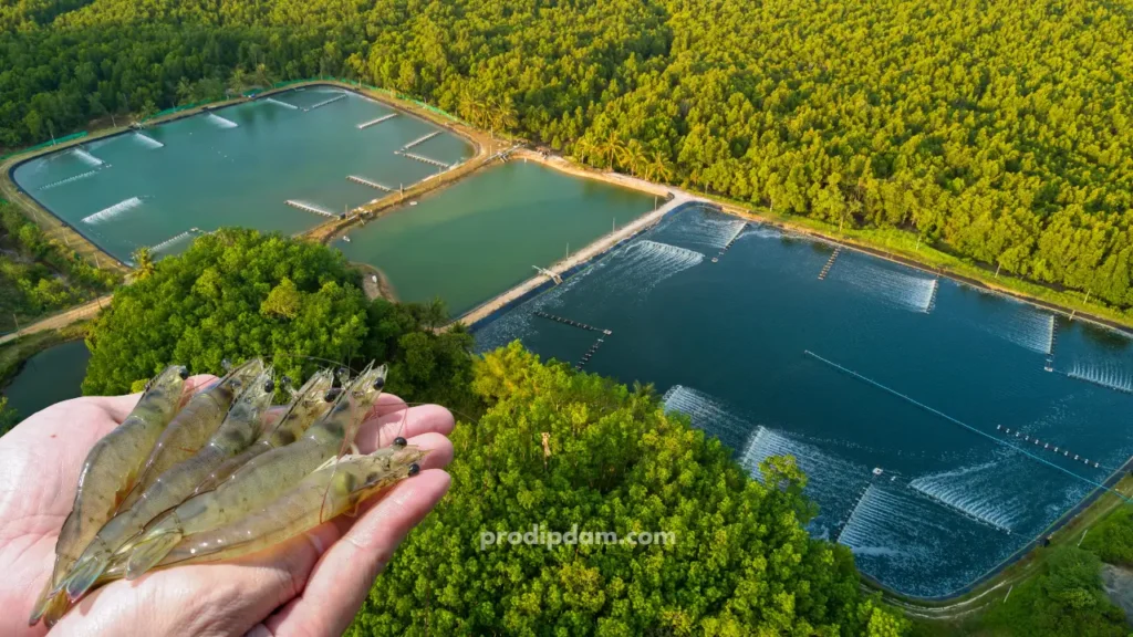 Organic Shrimp Farming: The ins and outs 2 organic-shimp-farming