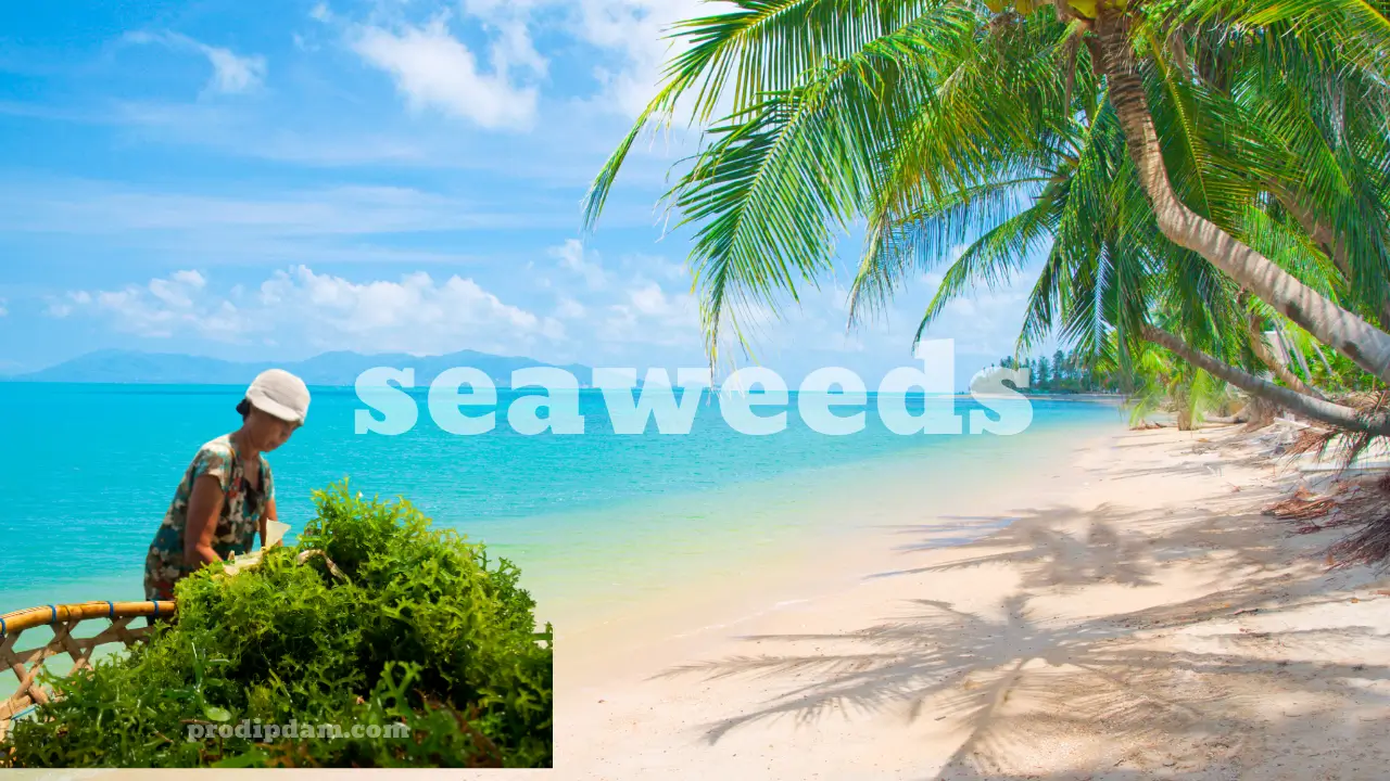 Seaweed: The Global Blue-Food Tales! 1 seaweed