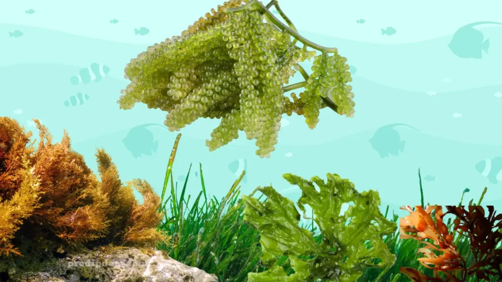 Seaweed: The Global Blue-Food Tales! 2 seeweeds-3