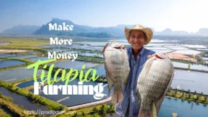 tilapia-farming-in-earthen-pond