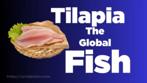tilapia
